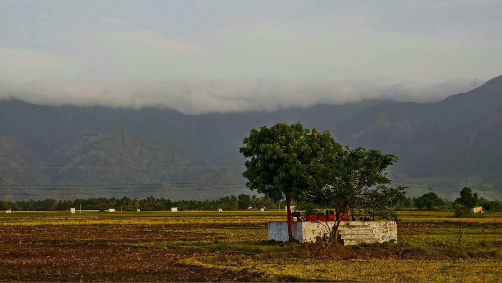 Peaceful sunrise over lush farmland with a small temple and tree in Tamil Nadu, India.